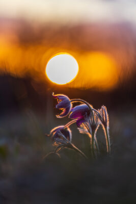 2023-03-FCa-0016-Kuechenschellen