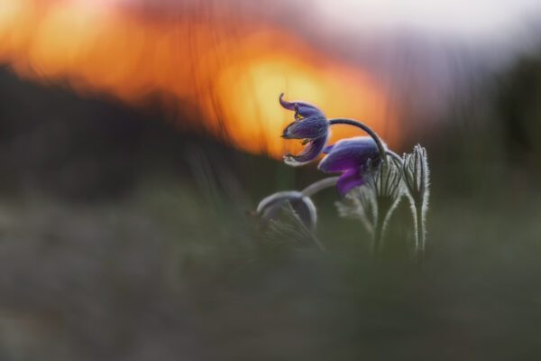 2023-03-FCa-0017-Kuechenschellen