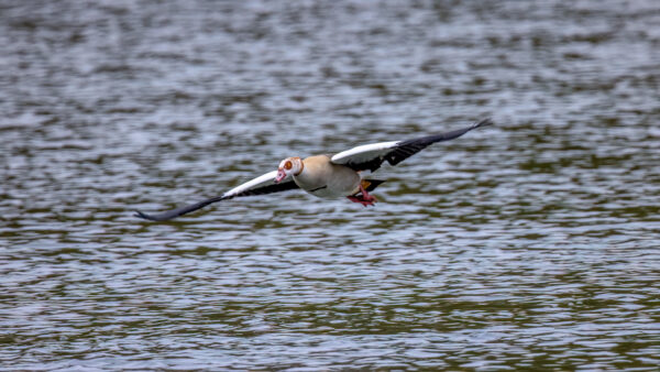 2023-04-FCa-0001-Nilgans