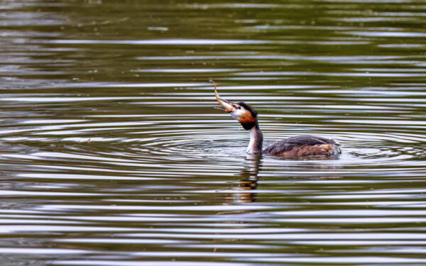 2023-04-FCa-0003-Haubentaucher