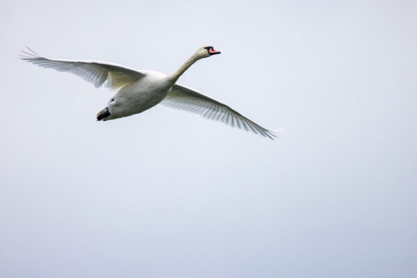 2023-04-FCa-0004-Hoeckerschwan