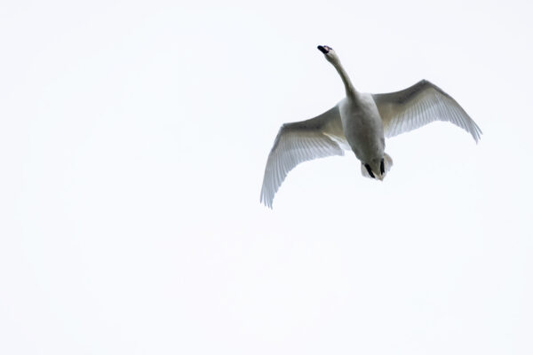 2023-04-FCa-0005-Hoeckerschwan