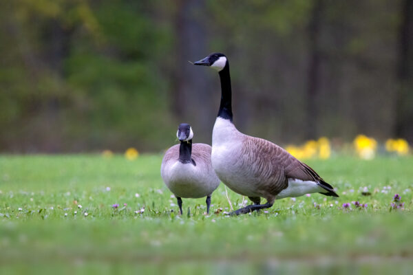 2023-04-FCa-0006-Kanadagaense