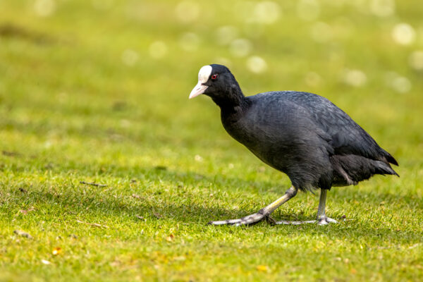 2023-04-FCa-0008-Blaesshuhn