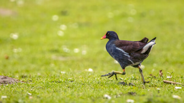 2023-04-FCa-0010-Teichralle