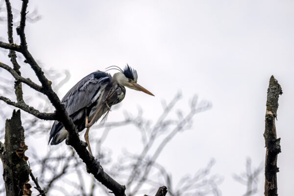 2023-04-FCa-0013-Graureiher