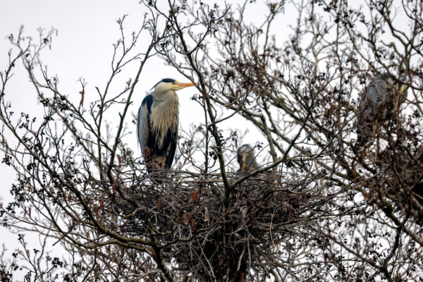 2023-04-FCa-0014-Graureiher