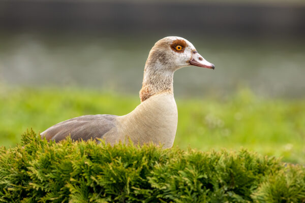 2023-04-FCa-0016-Nilgans