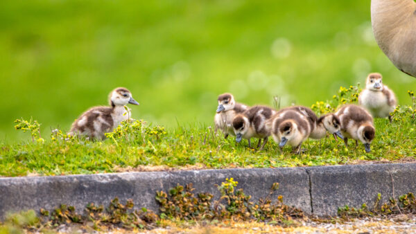 2023-04-FCa-0017-Nilgaense-Kueken