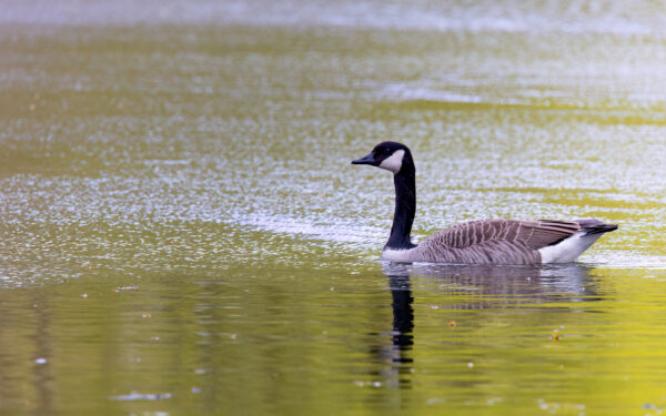 2023-04-FCa-0018-Kanadagans