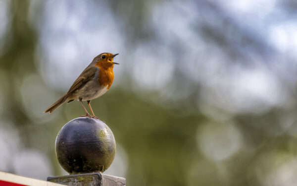 2023-04-FCa-0019-Rotkehlchen