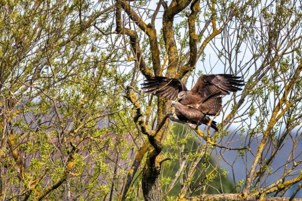 2023-04-FCa-0020-Schwarzmilan-Paarung