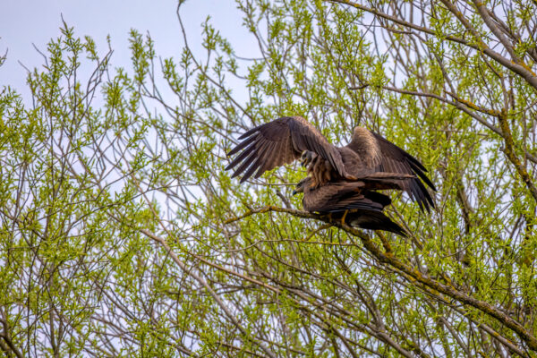 2023-04-FCa-0021-Schwarzmilan-Paarung