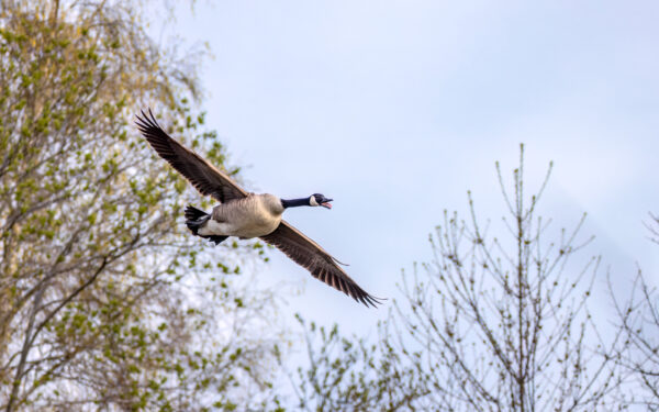 2023-04-FCa-0022-Kanadagans