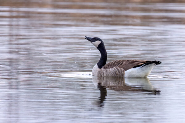 2023-04-FCa-0023-Kanadagans