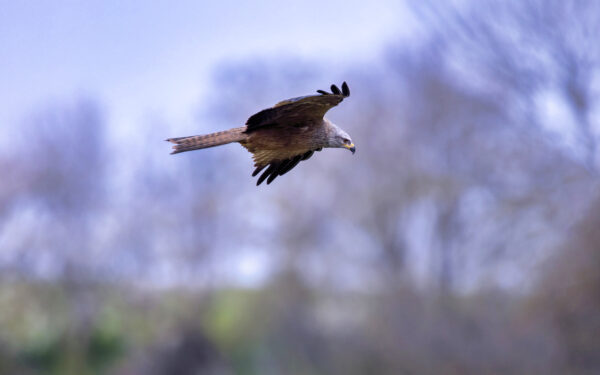 2023-04-FCa-0024-Schwarzmilan