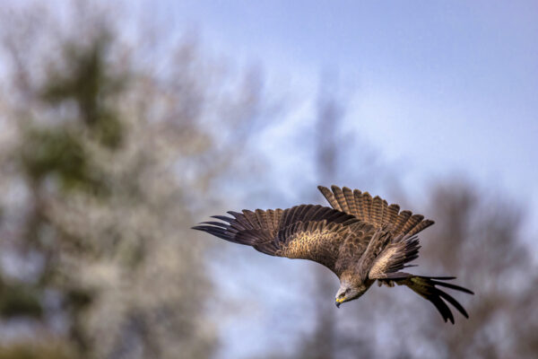 2023-04-FCa-0025-Schwarzmilan