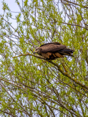 2023-04-FCa-0026-Schwarzmilan