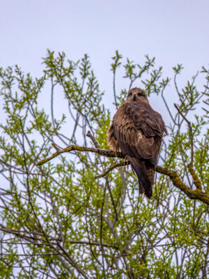 2023-04-FCa-0027-Schwarzmilan