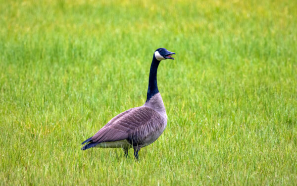 2023-04-FCa-0029-Kanadagans