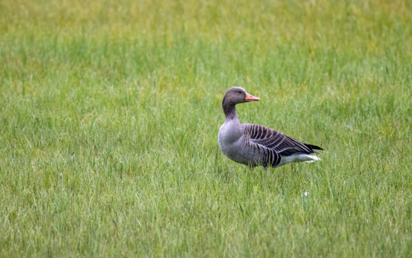 2023-04-FCa-0030-Graugans