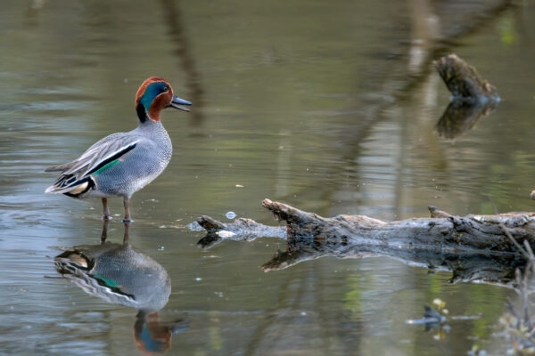 2023-04-FCa-0031-Krickente-maennlich