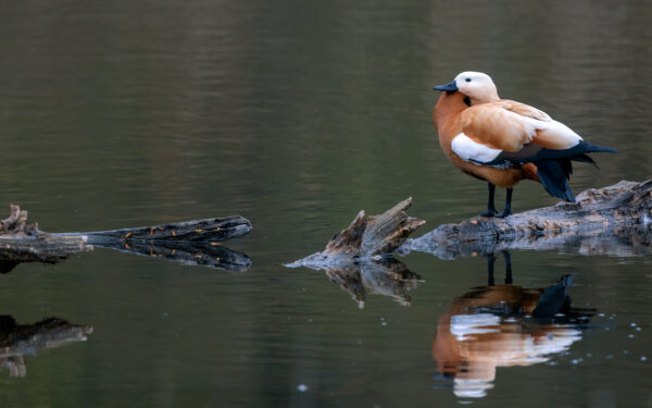 2023-04-FCa-0032-Rostgans