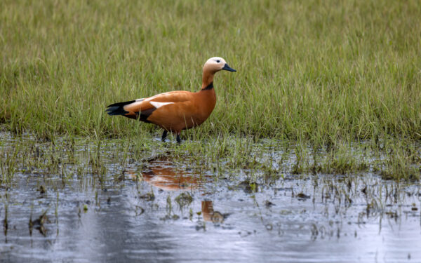 2023-04-FCa-0033-Rostgans