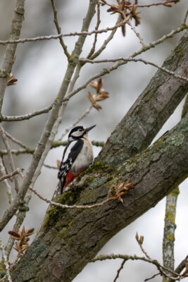 2023-04-FCa-0034-Buntspecht-weiblich