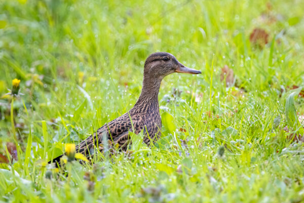 2023-04-FCa-0035-Krickente-weiblich