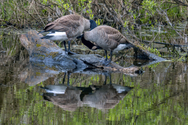 2023-04-FCa-0037-Kanadagaense