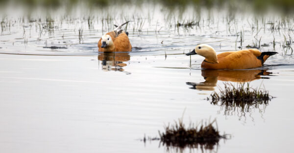 2023-04-FCa-0038-Rostgaense