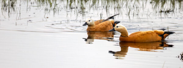 2023-04-FCa-0039-Rostgaense