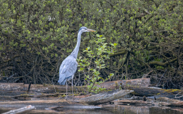 2023-04-FCa-0040-Graureiher