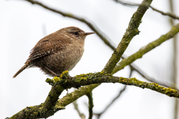 2023-04-FCa-0041-Zaunkoenig