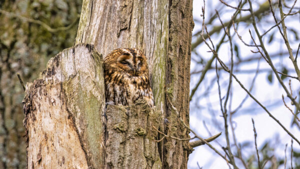 2023-04-FCa-0042-Waldkauz