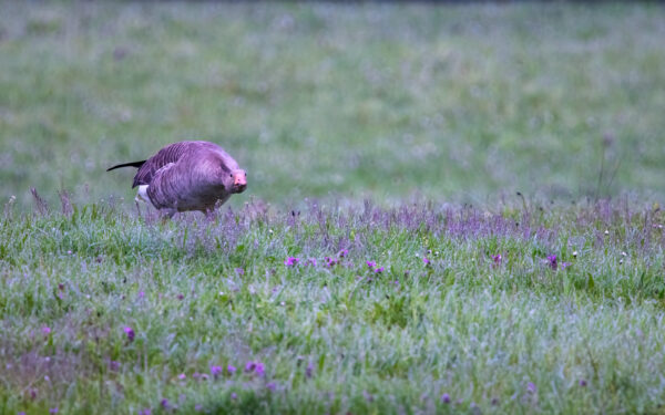 2023-04-FCa-0045-Graugans