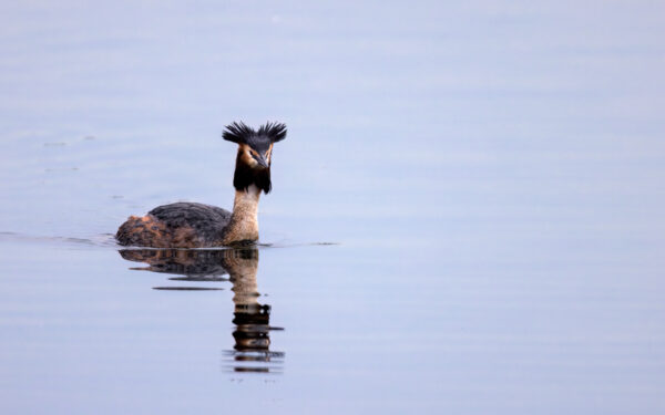 2023-04-FCa-0046-Haubentaucher