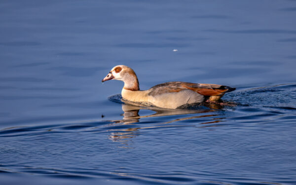 2023-04-FCa-0048-Nilgans
