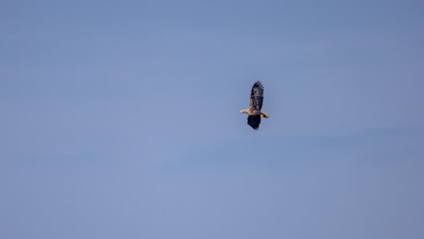 2023-04-FCa-0050-Europaeischer-Seeadler