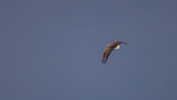 2023-04-FCa-0051-Europaeischer-Seeadler