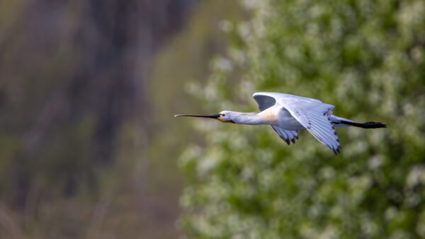 2023-04-FCa-0052-Loeffler