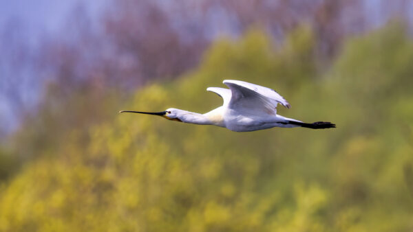 2023-04-FCa-0054-Loeffler