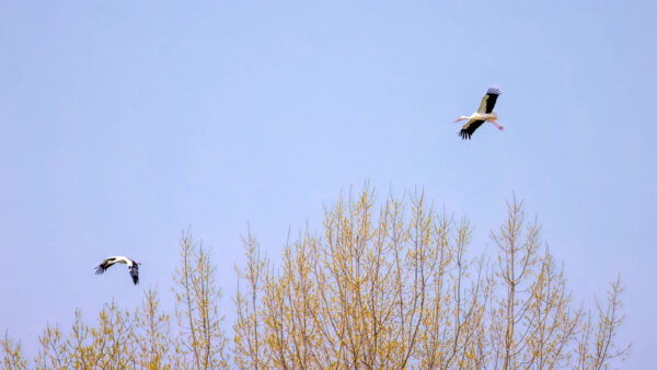 2023-04-FCa-0055-Weissstoerche