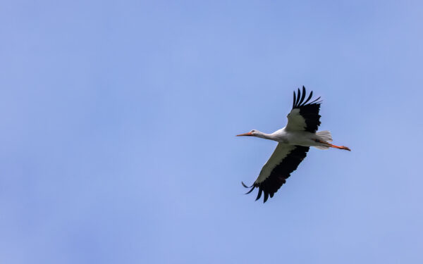 2023-04-FCa-0056-Weissstorch