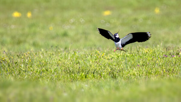 2023-04-FCa-0058-Kiebitz