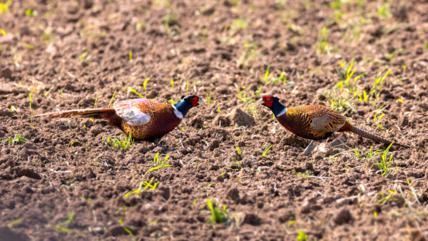 2023-04-FCa-0059-Jagdfasane-maennlich