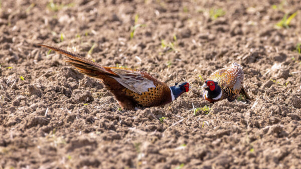 2023-04-FCa-0060-Jagdfasane-maennlich