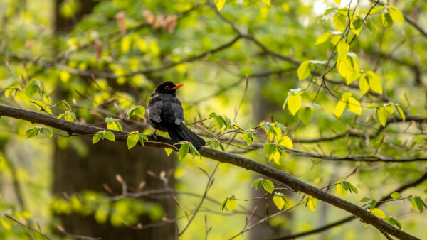 2023-04-FCa-0062-Amsel-maennlich