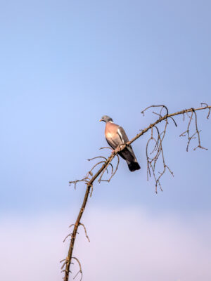 2023-04-FCa-0063-Ringeltaube